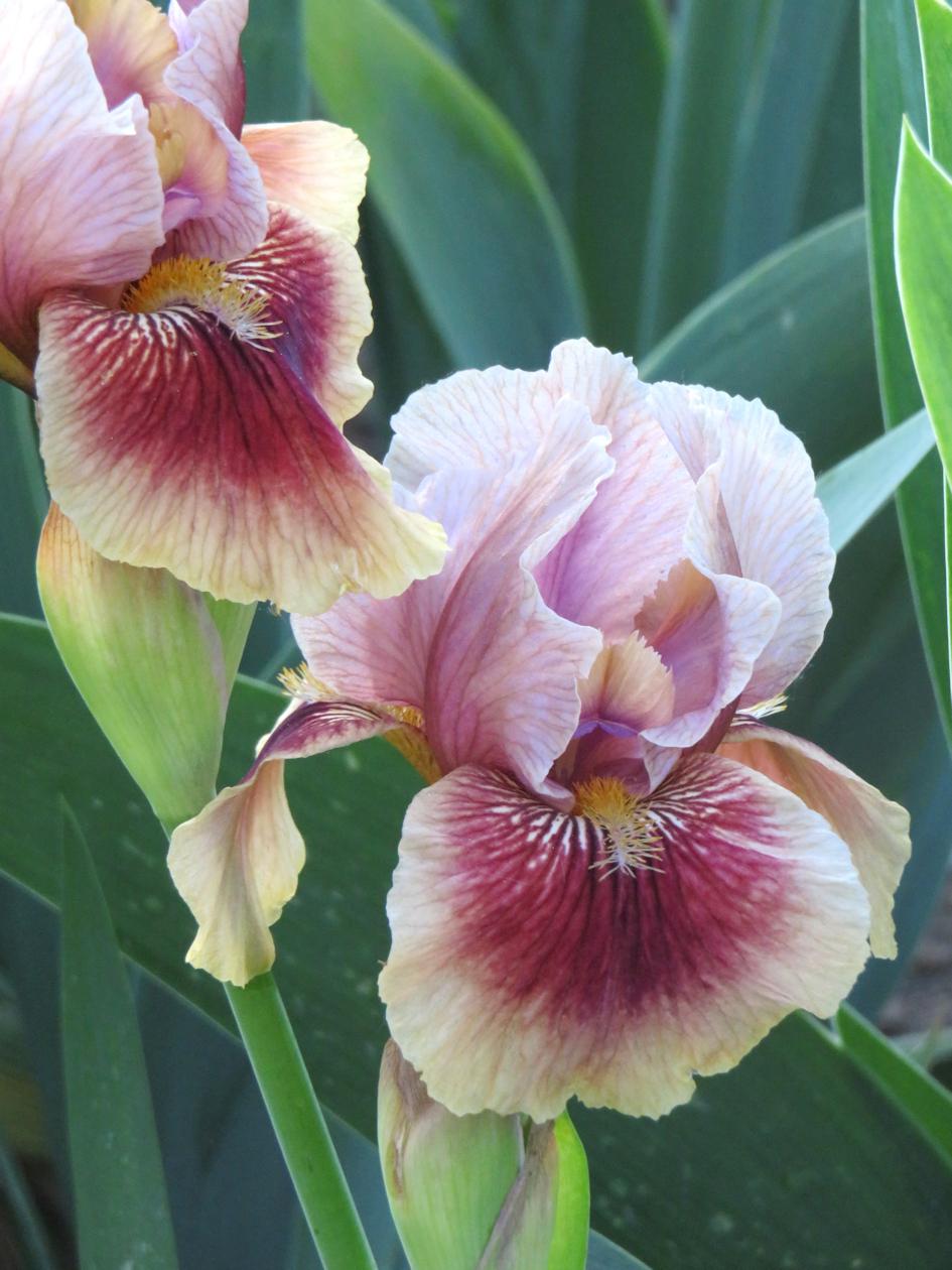 Photo of Arilbred Iris (Iris 'Calypso Dancer') uploaded by Bloomers