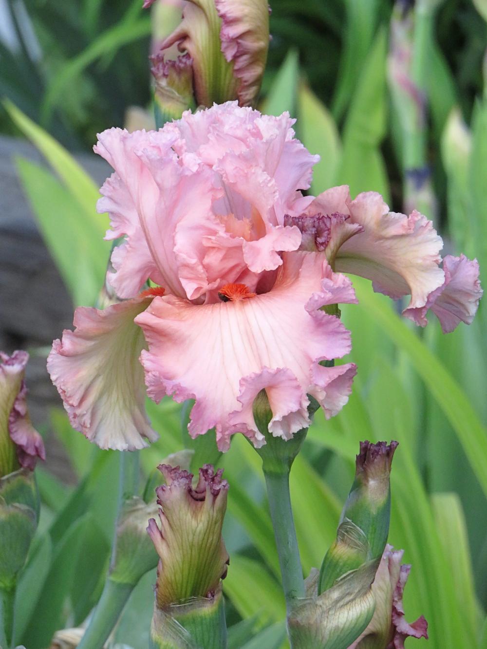 Photo of Tall Bearded Iris (Iris 'Thinking of You') uploaded by Bloomers
