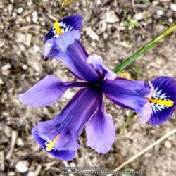 Location: My garden
Date: 2020-02-15
Early bloom this year!