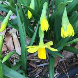 Location: Gardenfish garden
Date: February 16 2020
My favorite daffodil