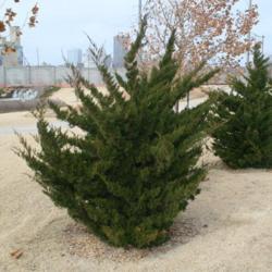 Location: In the Chinese Garden within MOBOT
Date: 2001-2007
Juniperus chinensis 'Torulosa'
