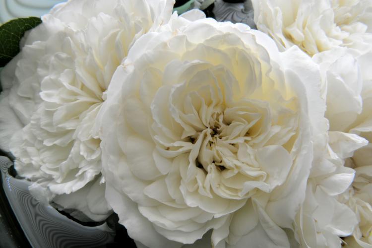 Photo of Rose (Rosa 'White Meidiland') uploaded by jathton