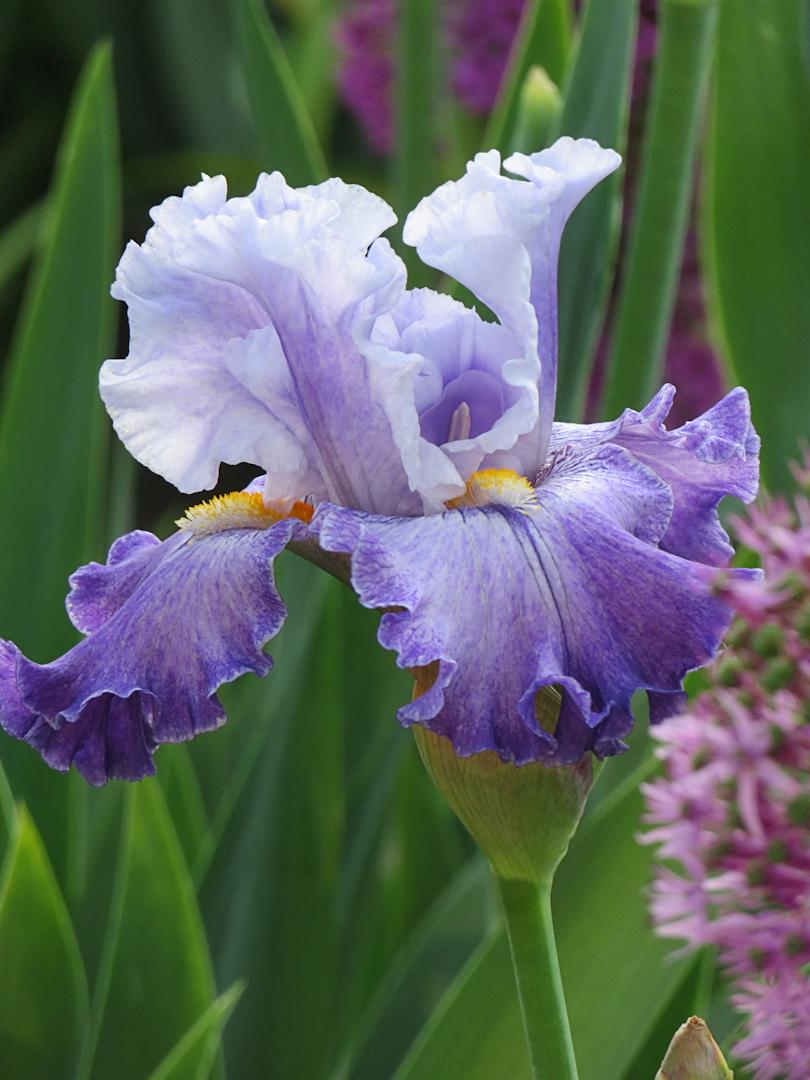 Photo of Tall Bearded Iris (Iris 'Athens') uploaded by Bloomers