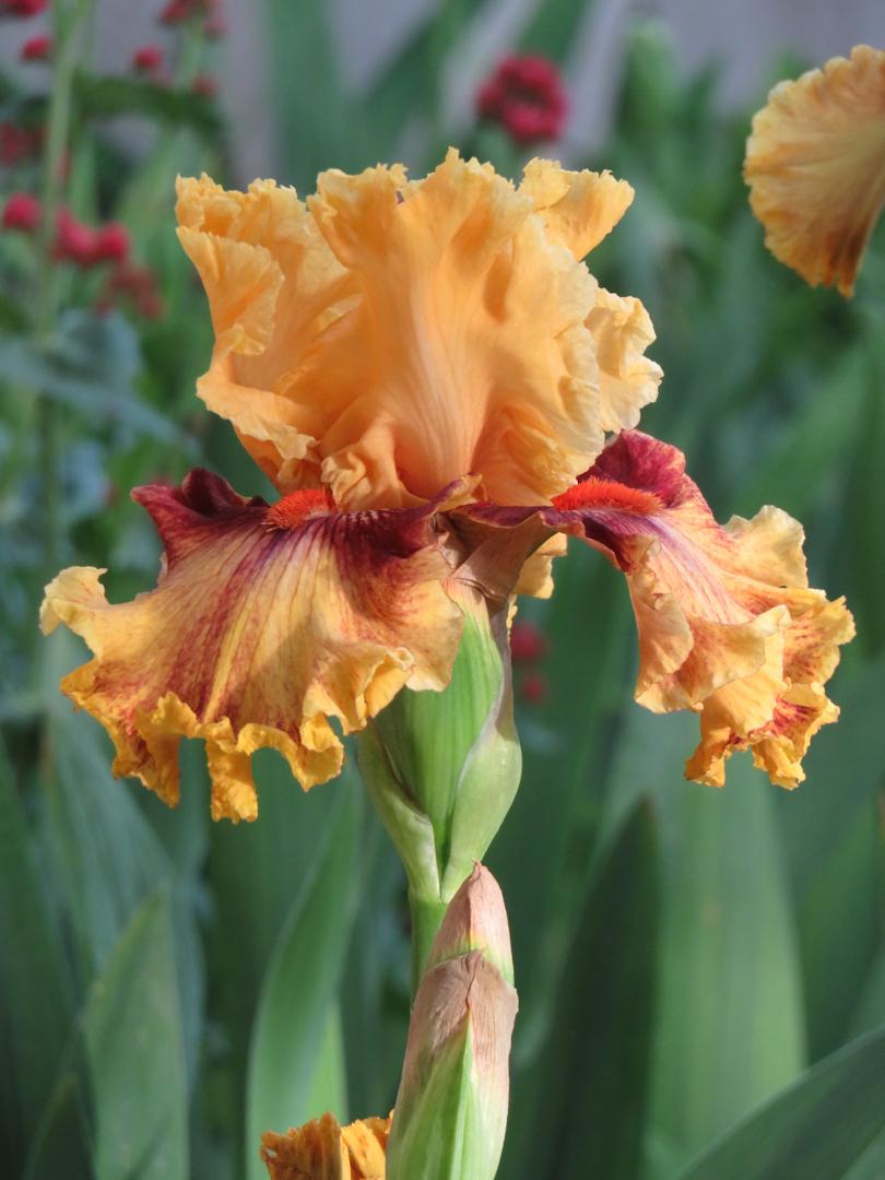 Photo of Tall Bearded Iris (Iris 'Italian Master') uploaded by Bloomers