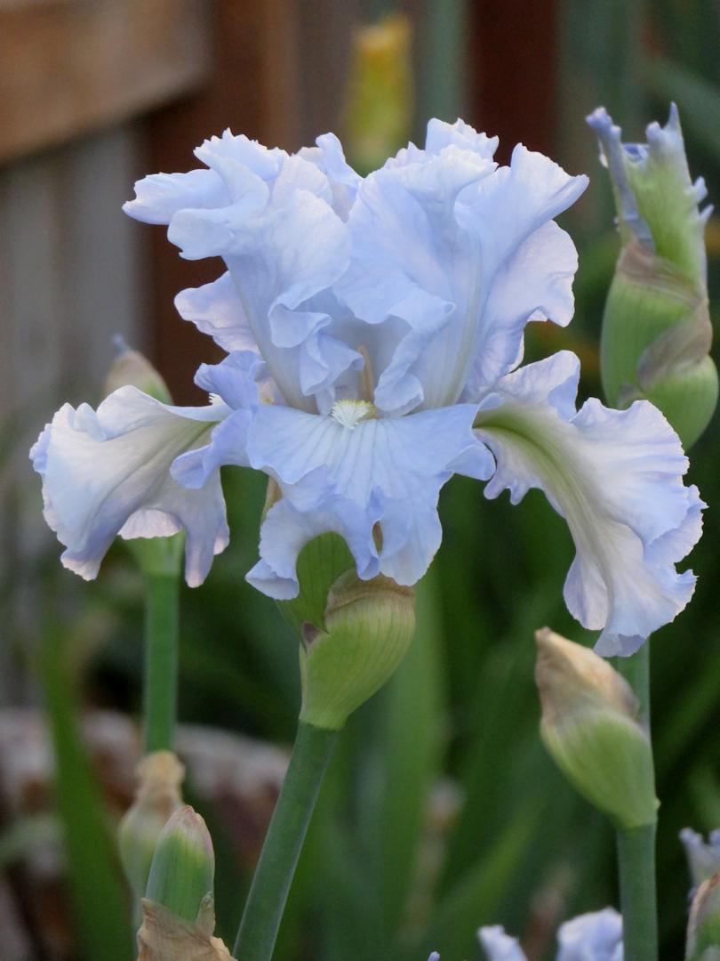 Photo of Tall Bearded Iris (Iris 'Absolute Treasure') uploaded by Bloomers