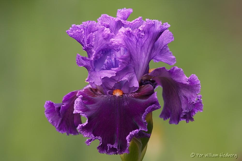 Photo of Tall Bearded Iris (Iris 'About Town') uploaded by William