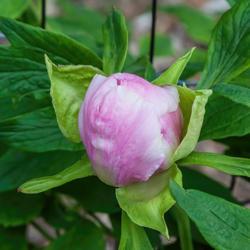 Location: Euro-American tree peony bed at the Peony Garden at Nichols Arboretum, Ann Arbor, Michigan
Date: 2014-05-27
Lilith tree peony - what you see in the bud is what you get in th