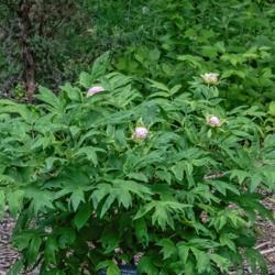 Location: Euro-American tree peony bed at the Peony Garden at Nichols Arboretum, Ann Arbor, Michigan
Date: 2018-05-26
Lilith tree peony plant with a few buds - a very disappointing sp