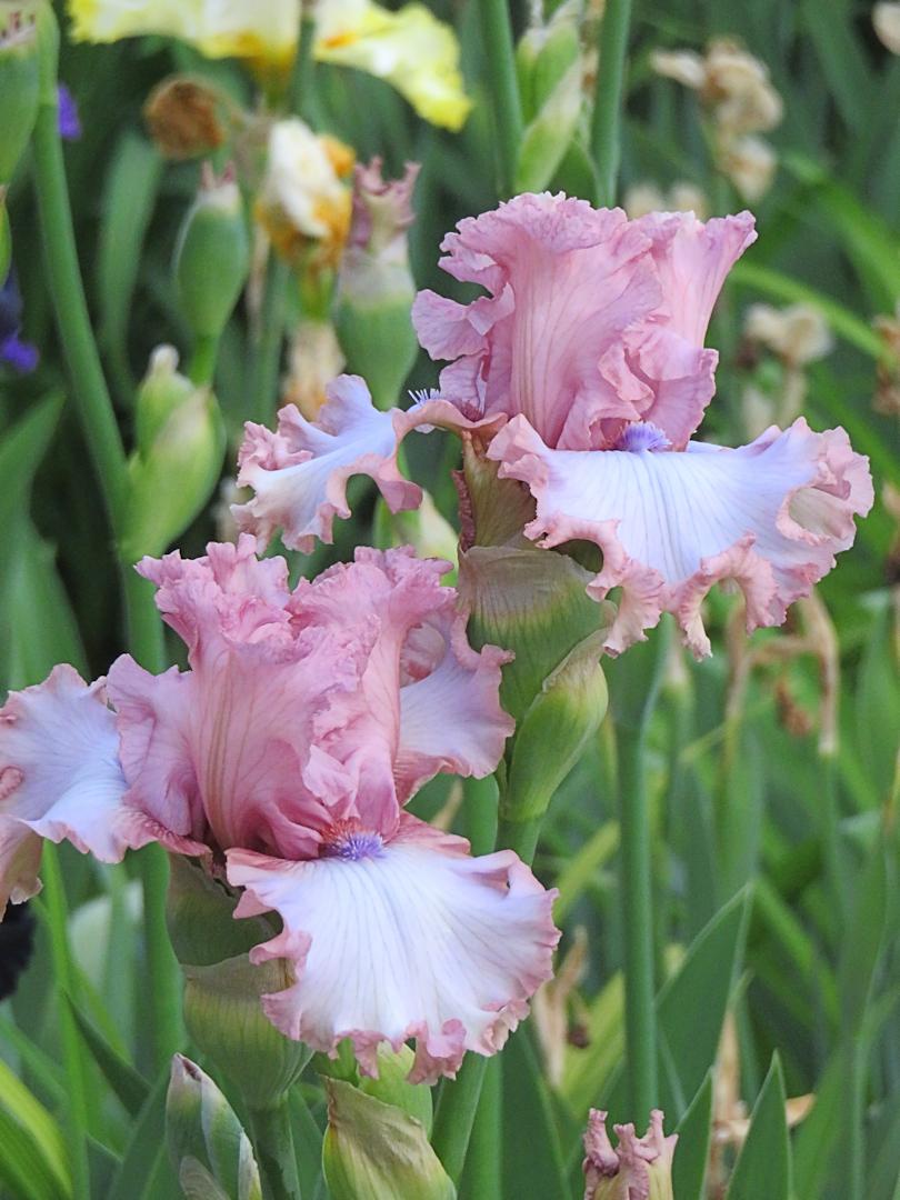 Photo of Tall Bearded Iris (Iris 'Don't Stop Believing') uploaded by Bloomers
