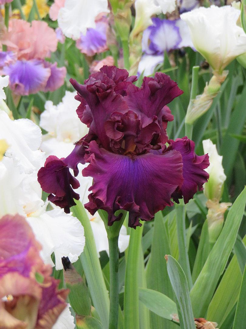 Photo of Tall Bearded Iris (Iris 'Dash of Burgundy') uploaded by Bloomers