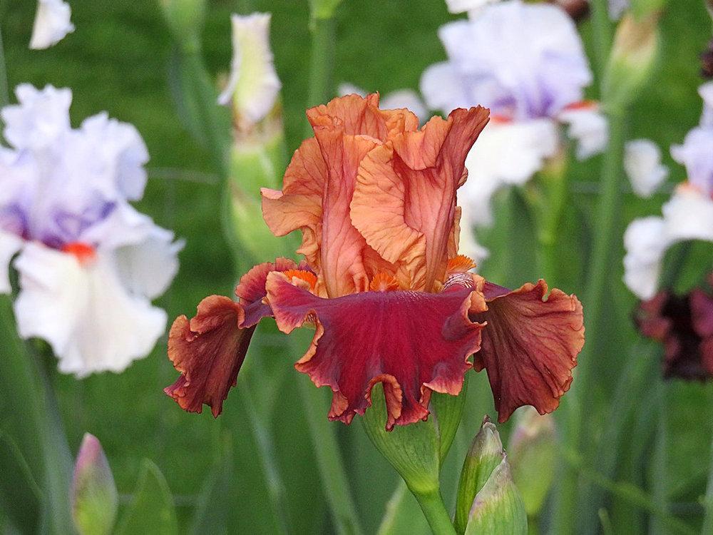 Photo of Tall Bearded Iris (Iris 'Autumn Harvest') uploaded by Bloomers