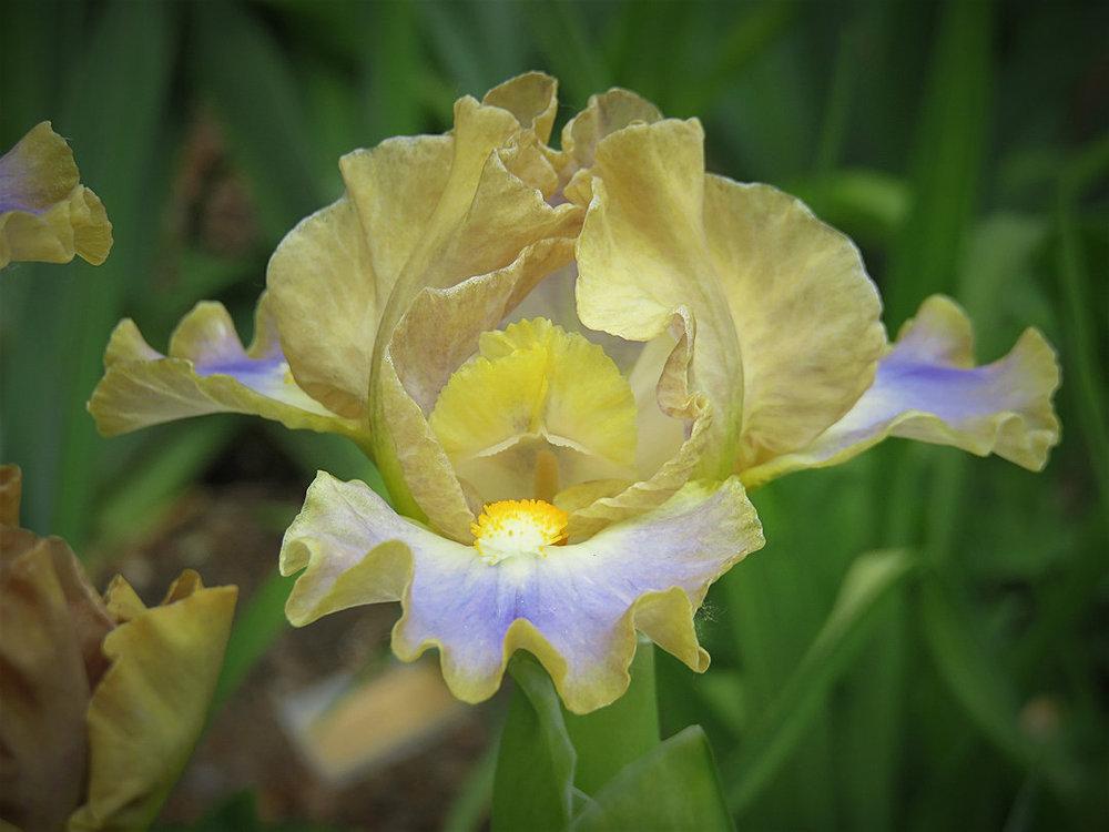 Photo of Standard Dwarf Bearded Iris (Iris 'My Cher') uploaded by Bloomers