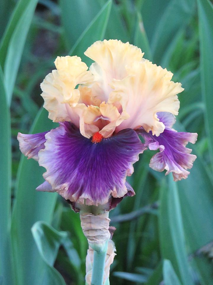 Photo of Tall Bearded Iris (Iris 'Hollywood Lights') uploaded by Bloomers