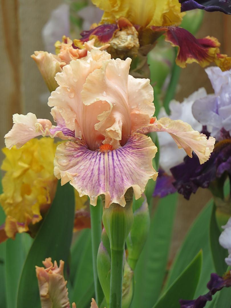 Photo of Tall Bearded Iris (Iris 'Center Line') uploaded by Bloomers
