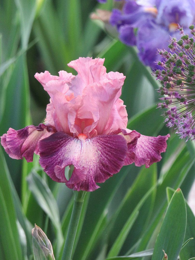 Photo of Tall Bearded Iris (Iris 'Musician') uploaded by Bloomers