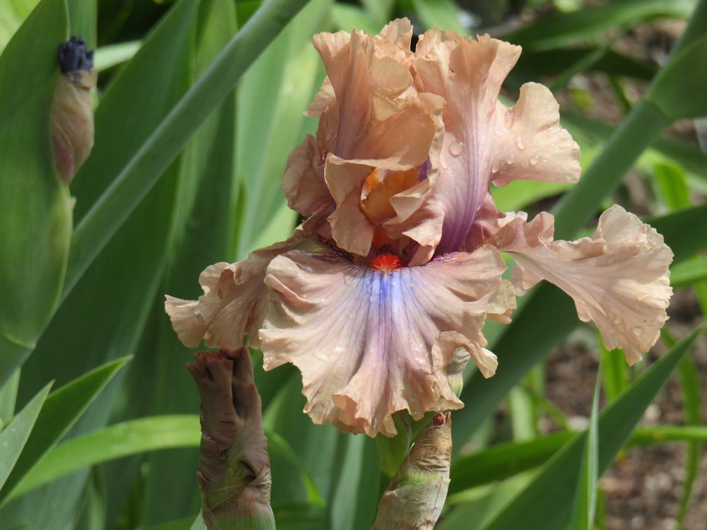 Photo of Tall Bearded Iris (Iris 'Coffee Trader') uploaded by Bloomers