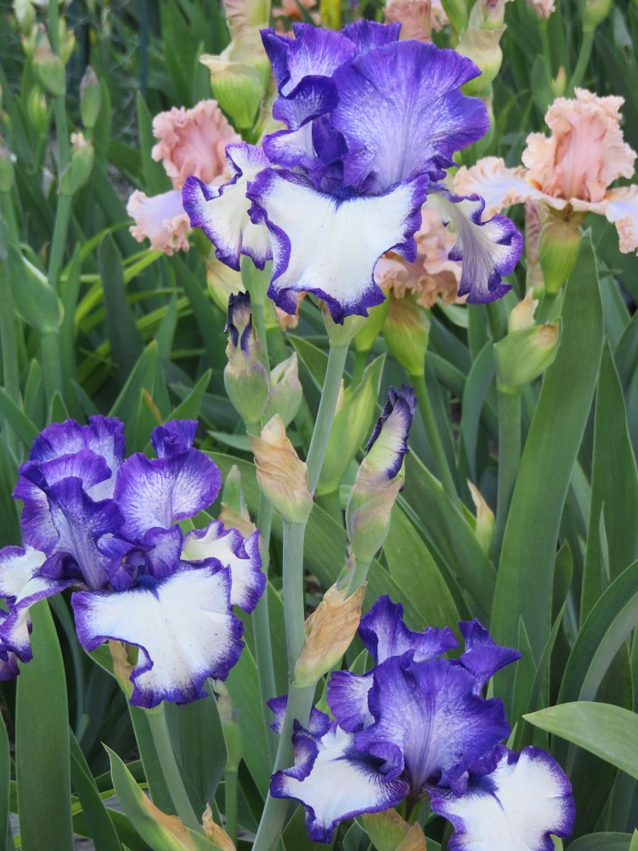 Photo of Tall Bearded Iris (Iris 'Lady Laree') uploaded by Bloomers