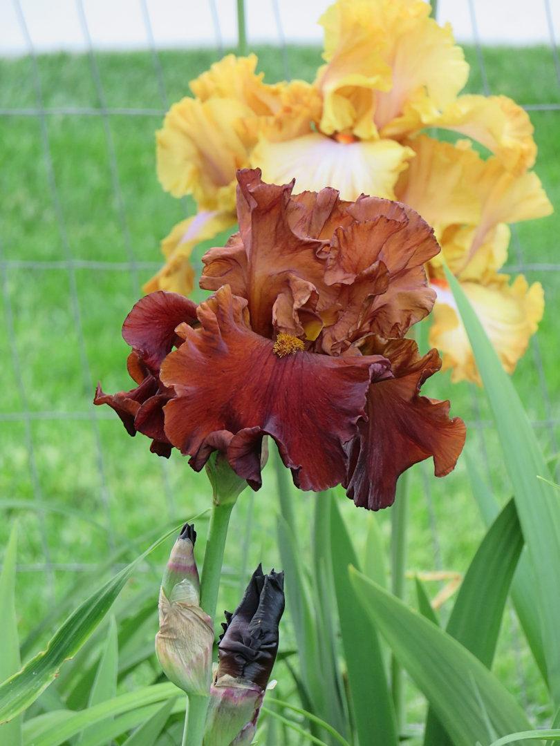 Photo of Tall Bearded Iris (Iris 'Chocolatier') uploaded by Bloomers