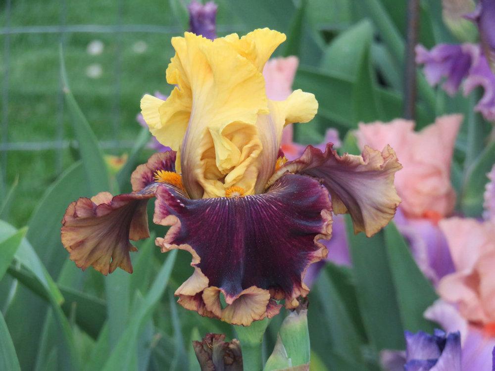 Photo of Tall Bearded Iris (Iris 'Flashinator') uploaded by Bloomers