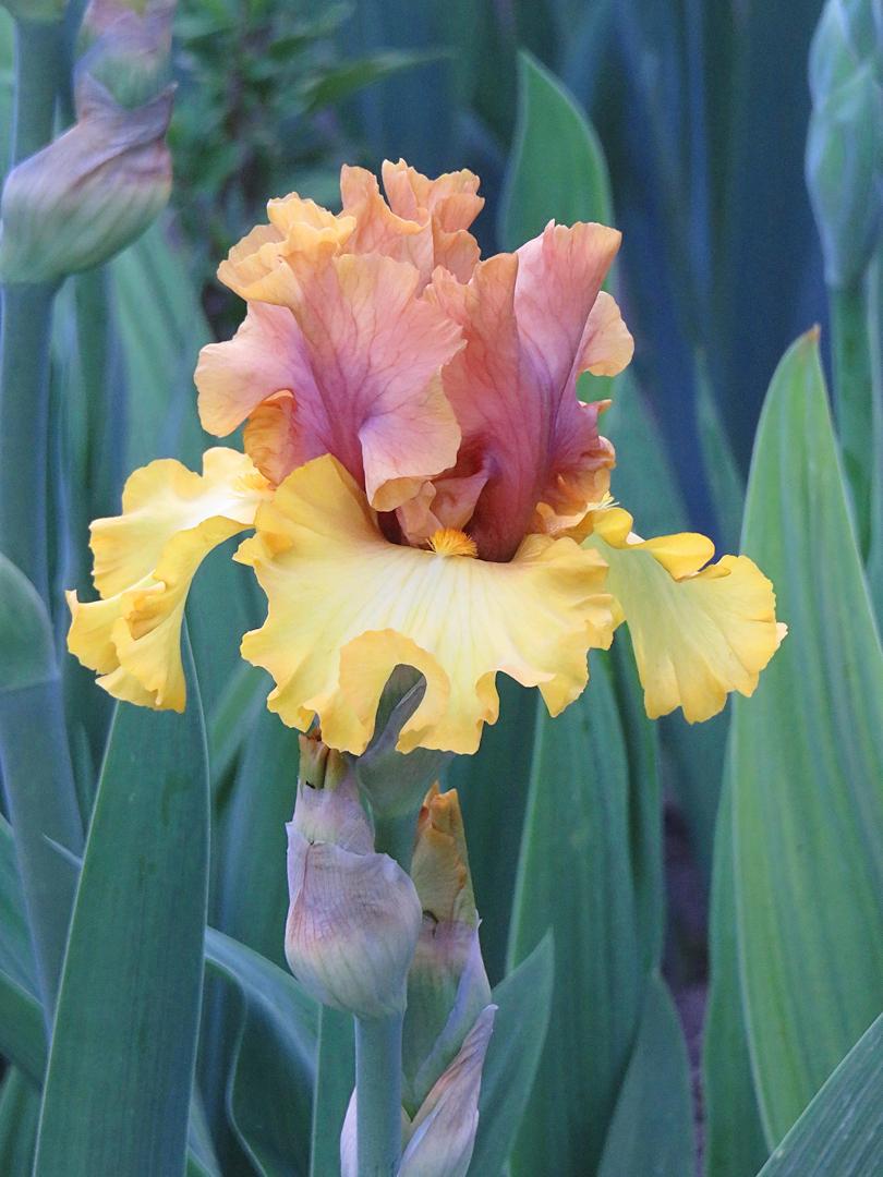 Photo of Tall Bearded Iris (Iris 'Nouveau Riche') uploaded by Bloomers