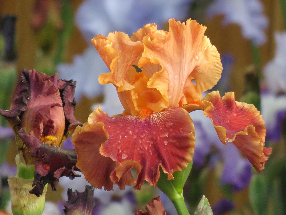 Photo of Tall Bearded Iris (Iris 'Autumn Harvest') uploaded by Bloomers