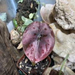 Location: My greenhouse, Florida
Date: 2020-02-18
Pup from one of my mother plants...the leaf is very very red in h