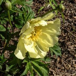 Location: Intersectional hybrid peony bed at the Peony Garden at Nichols Arboretum, Ann Arbor, Michigan
Date: 2018-06-06
Viking Full Moon intersectional hybrid peony - bloom and buds on 