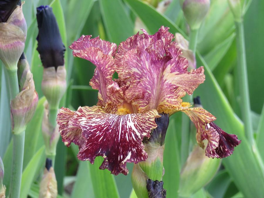 Photo of Tall Bearded Iris (Iris 'Bewilderbeast') uploaded by Bloomers