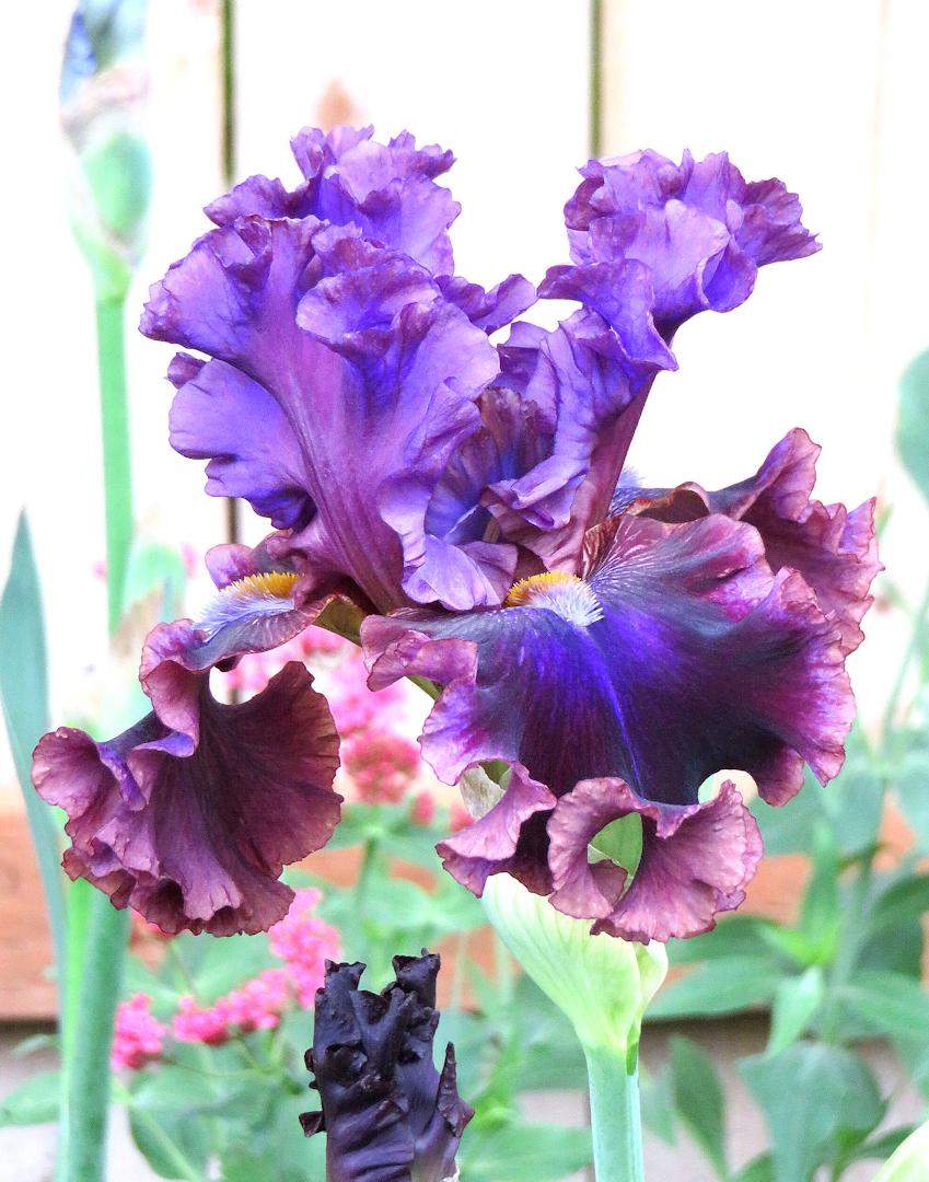 Photo of Tall Bearded Iris (Iris 'Electric Candy') uploaded by Bloomers