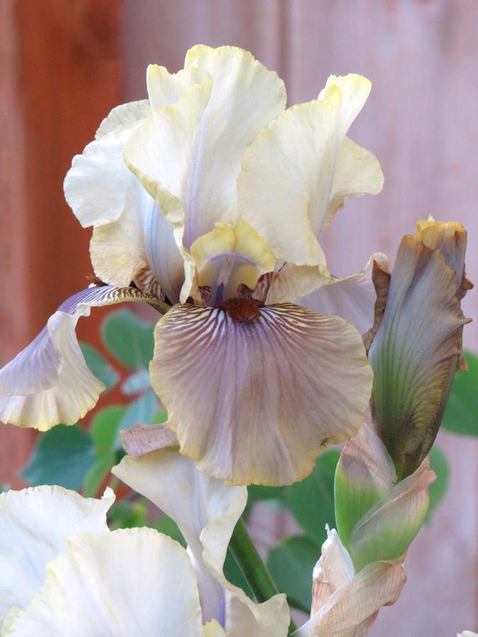 Photo of Tall Bearded Iris (Iris 'Green and Gifted') uploaded by Bloomers