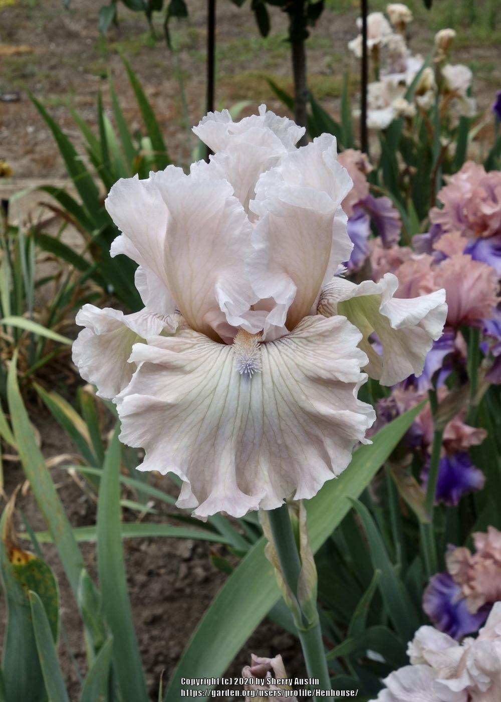 Photo of Tall Bearded Iris (Iris 'Friendly Advice') uploaded by Henhouse