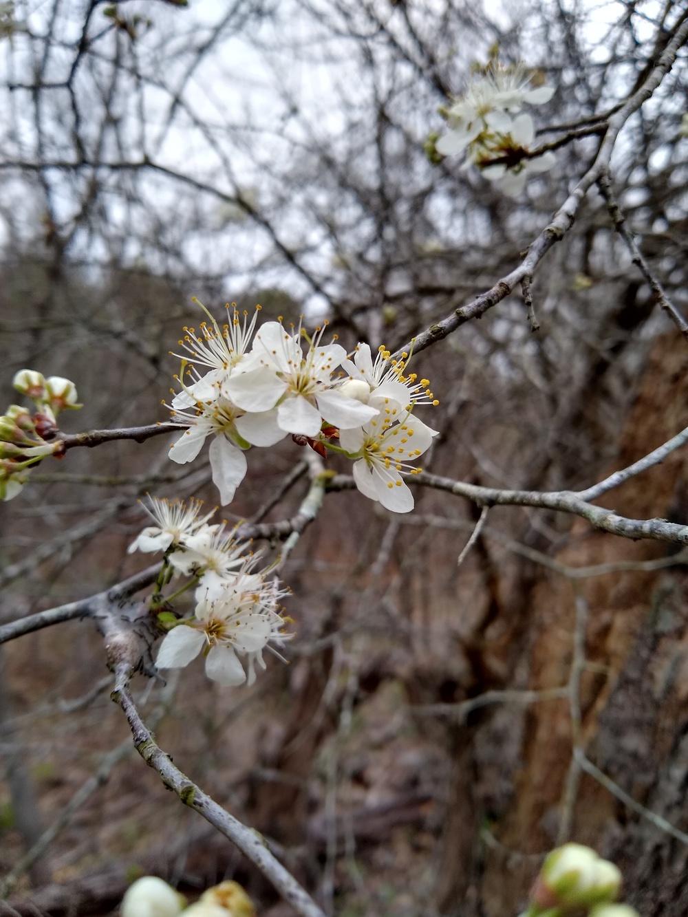 Photo of Mexican Plum (Prunus mexicana) uploaded by christinereid54