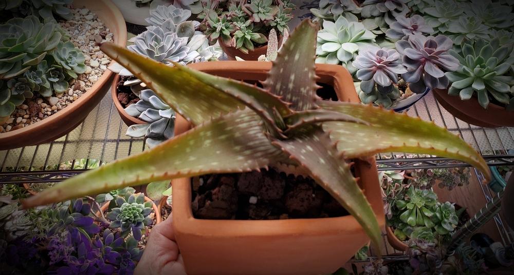 Photo of Aloe (Aloe petrophila) uploaded by javaMom