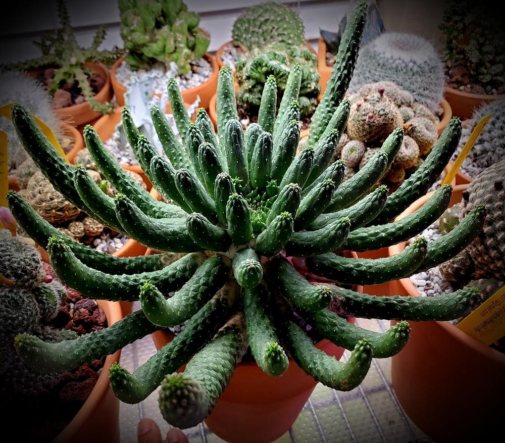 Photo of Euphorbia (Euphorbia inermis) uploaded by javaMom