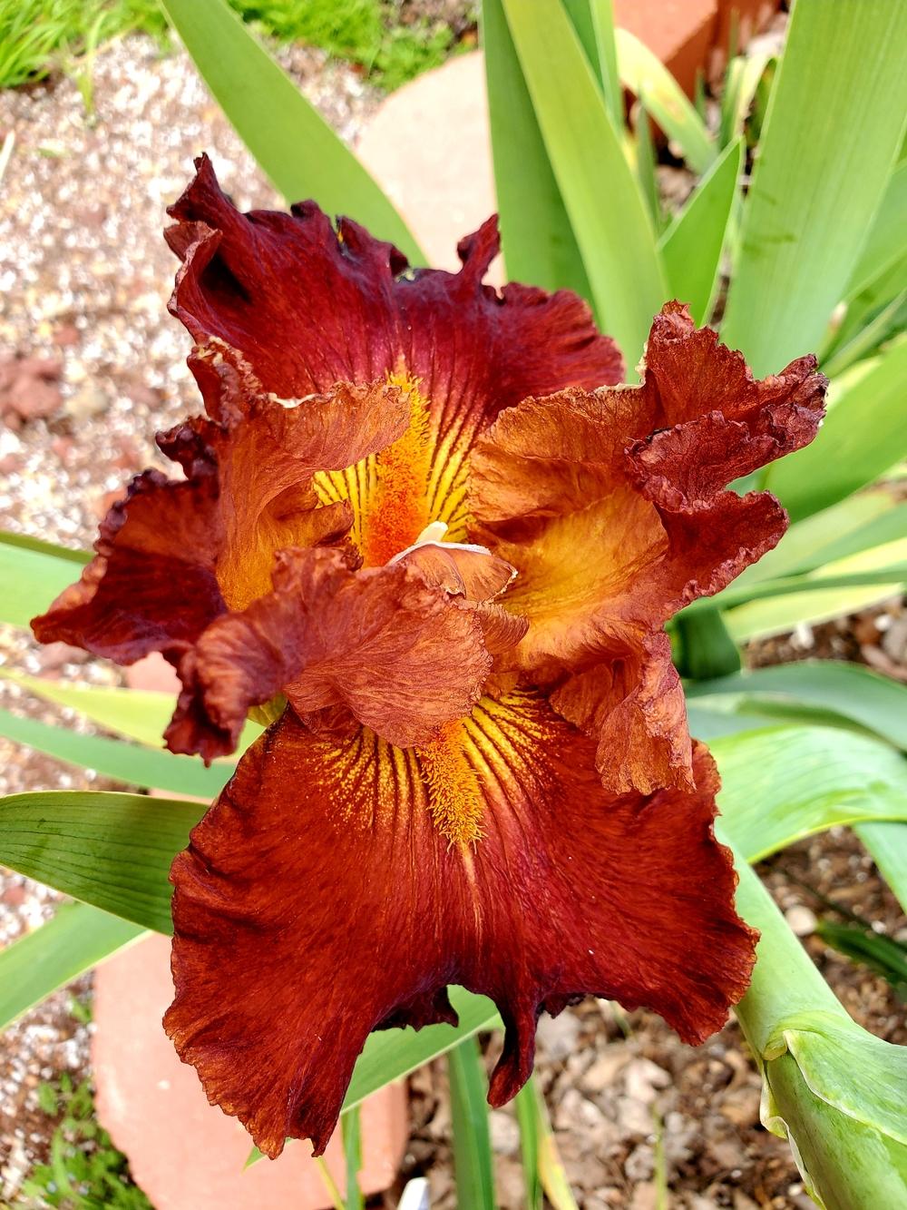 Photo of Tall Bearded Iris (Iris 'Sherified') uploaded by javaMom