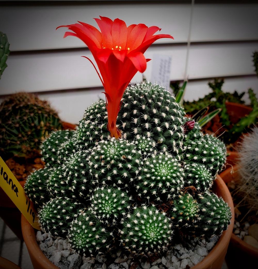 Photo of Marsoner's Crown Cactus (Rebutia marsoneri) uploaded by javaMom