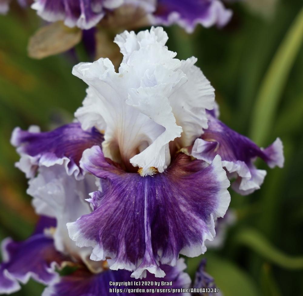 Photo of Tall Bearded Iris (Iris 'Natural High') uploaded by ARUBA1334