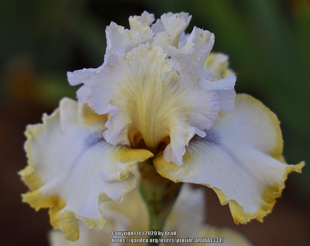 Photo of Tall Bearded Iris (Iris 'Lemon Moonbeam') uploaded by ARUBA1334