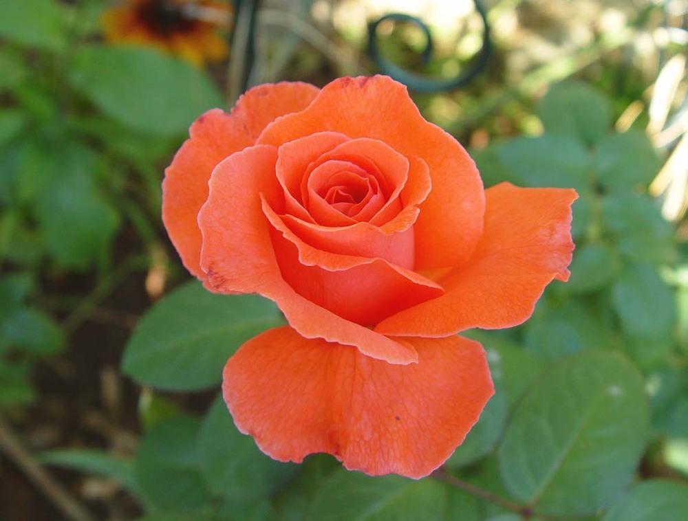 Photo of Rose (Rosa 'Duke of Windsor') uploaded by Beth_NorCal