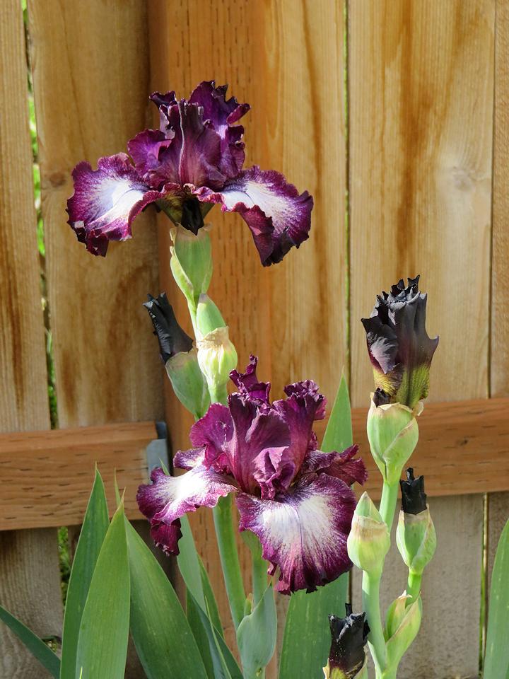 Photo of Tall Bearded Iris (Iris 'Psychic Reader') uploaded by Bloomers