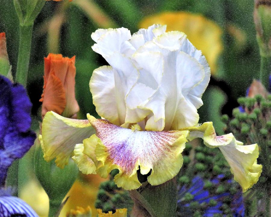 Photo of Tall Bearded Iris (Iris 'Ring Around Rosie') uploaded by Bloomers