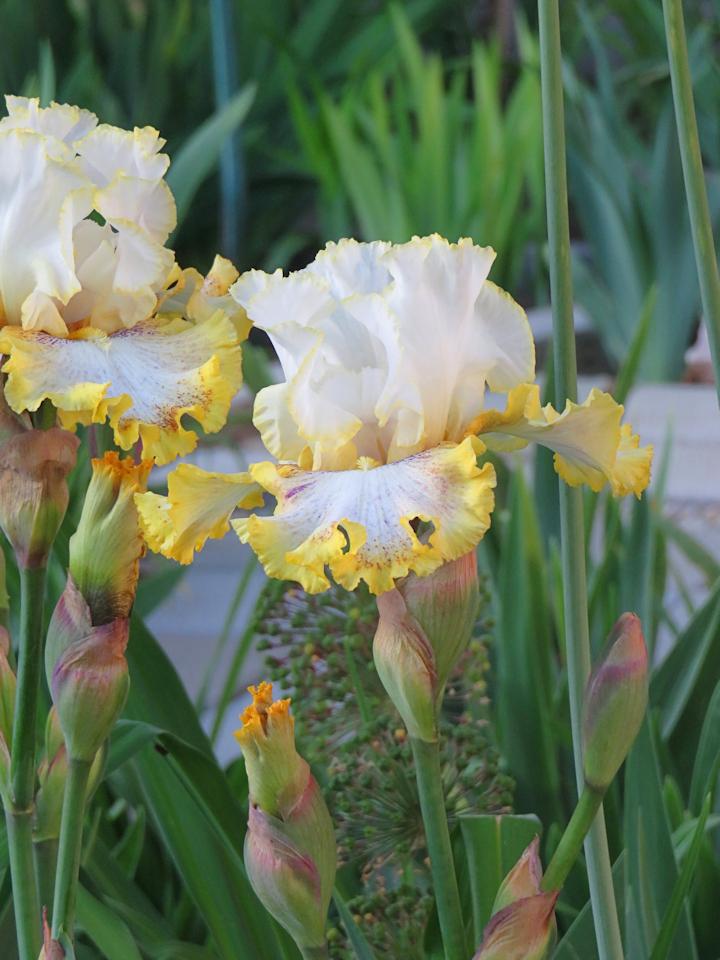 Photo of Tall Bearded Iris (Iris 'Ring Around Rosie') uploaded by Bloomers