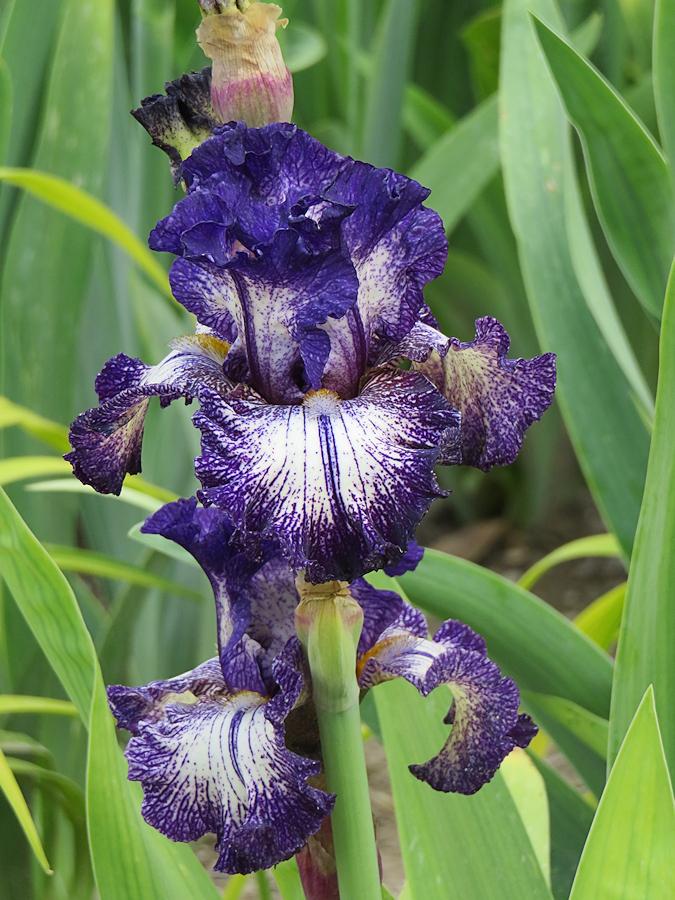 Photo of Tall Bearded Iris (Iris 'Rumor Has It') uploaded by Bloomers