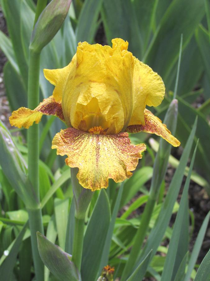 Photo of Intermediate Bearded Iris (Iris 'Sonoran Sands') uploaded by Bloomers