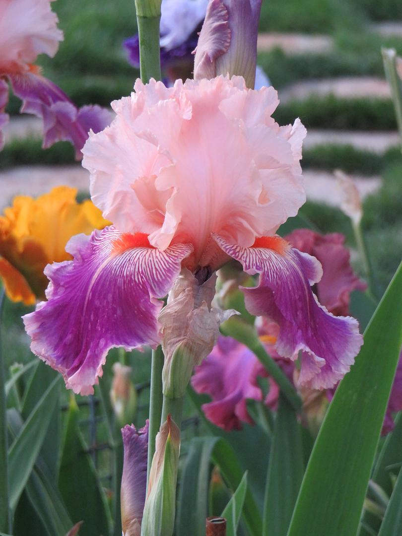 Photo of Tall Bearded Iris (Iris 'Savannah Fair') uploaded by Bloomers
