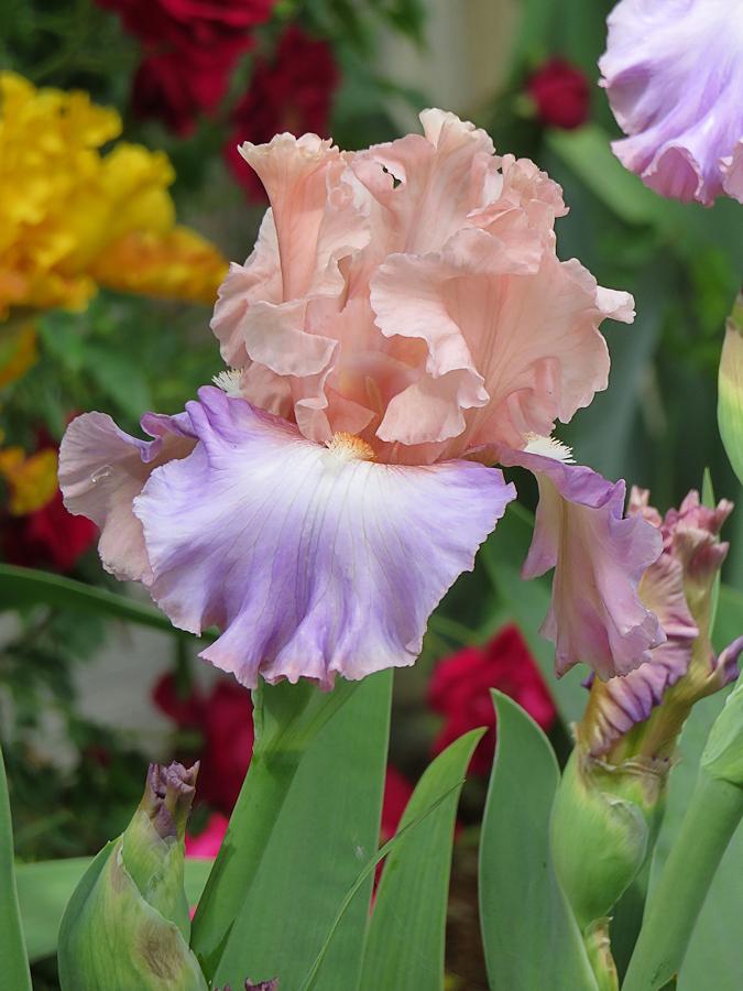 Photo of Tall Bearded Iris (Iris 'Loving You') uploaded by Bloomers