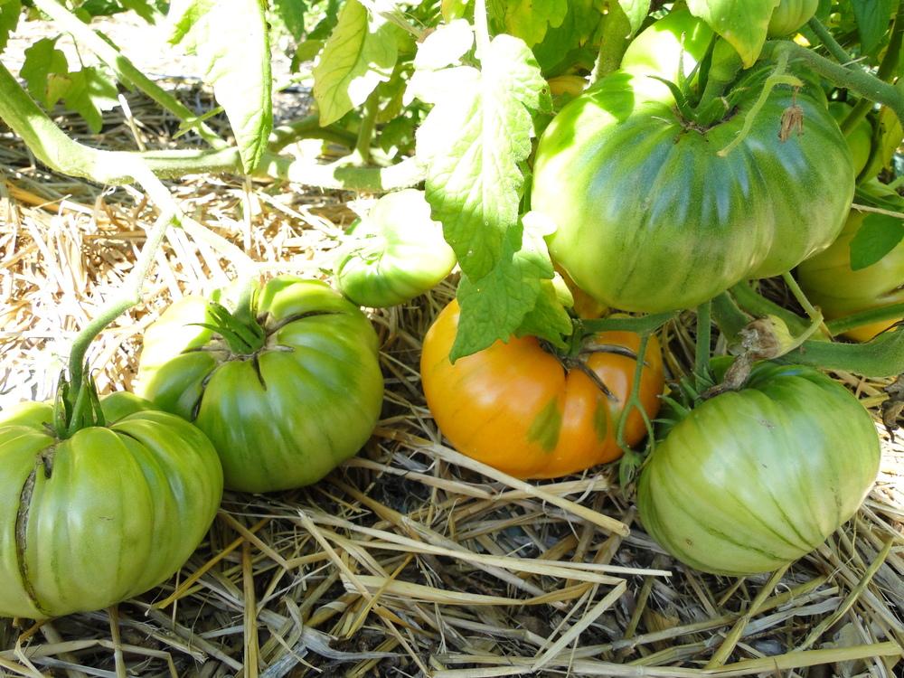 Photo of Tomato (Solanum lycopersicum 'Kellogg's Breakfast') uploaded by Green_Go