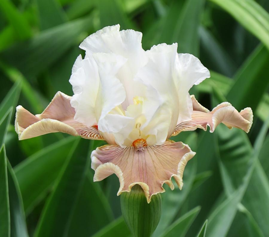 Photo of Tall Bearded Iris (Iris 'Coffee Whispers') uploaded by Bloomers