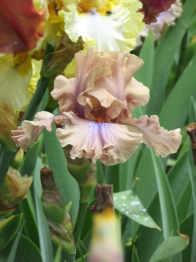 Photo of Tall Bearded Iris (Iris 'Coffee Trader') uploaded by Bloomers