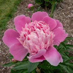 Location: Peony Garden at Nichols Arboretum, Ann Arbor, Michigan
Date: 2018-06-02
Duchesse d'Orleans peony - intensity of color depends on growing 